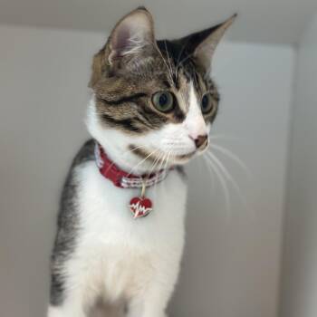 Marshall -  Domestic Short Hair Cat for Adoption in Matteson, Illinois - Marshall | PetCurious