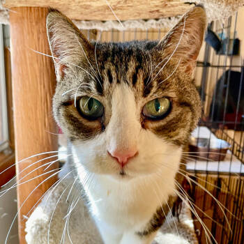 Rescue Domestic Short Hair Cats for Adoption in Santa Fe, New Mexico - Stevie [Permanent Foster] | PetCurious