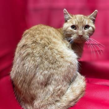 Rescue Domestic Short Hair Cats for Adoption in Pittsfield, Illinois - William | PetCurious