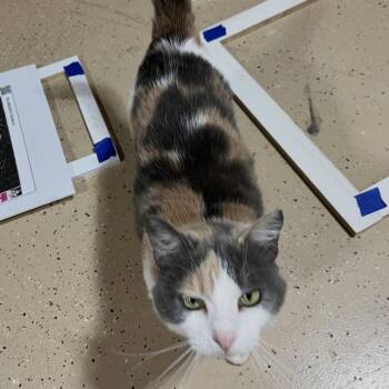 Marigold -  Domestic Short Hair Cat Available for Adoption in Inwood, West Virginia - Marigold | PetCurious
