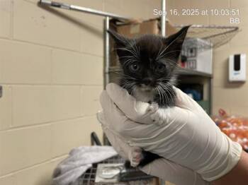 Rescue Domestic Short Hair Cats for Adoption in Ocala, Florida - SAUSAGE | PetCurious