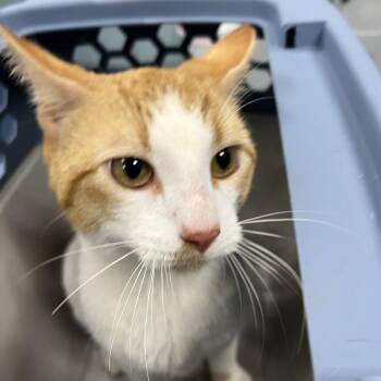 Oak -  Domestic Short Hair Cat for Adoption in Greensboro, North Carolina - Oak | PetCurious