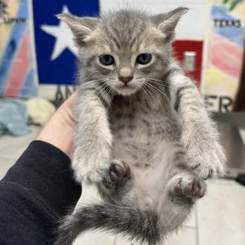 Domestic Short Hair Cats Available for Adoption in Lufkin, Texas - Tuesday | PetCurious
