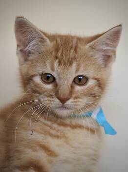Tom Foolery -  Domestic Short Hair Cat for Adoption in Buena Vista, Colorado - Tom Foolery | PetCurious