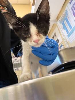 Domestic Short Hair Cats Available for Adoption in Fort Myers, Florida - MINDY | PetCurious