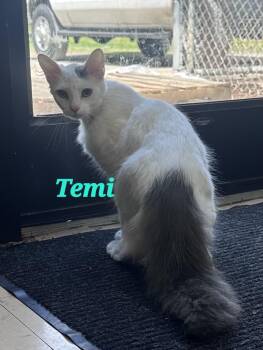 Domestic Medium Hair Cats Available for Adoption in Dyersburg, Tennessee - Temi | PetCurious