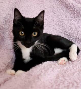 Sweetness -  Tuxedo Cat for Adoption in St. Augustine, Florida - Sweetness | PetCurious