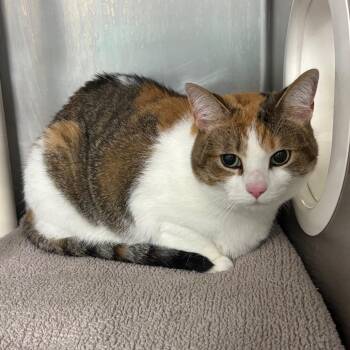 Sasha -  Domestic Short Hair Cat for Adoption in West Palm Beach, Florida - Sasha | PetCurious