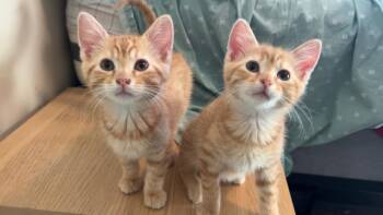Domestic Short Hair Cats Available for Adoption - Boo & Lou  | PetCurious