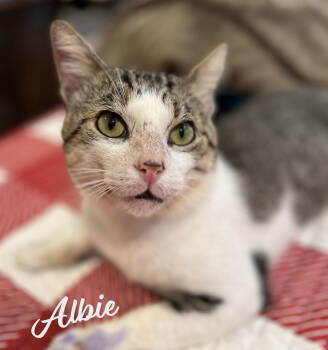 Rescue Tabby and Domestic Short Hair Cats for Adoption in Houston, Texas - Albie #endlessly-affectionate | PetCurious