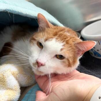 Domestic Short Hair Cats Available for Adoption - Demolition Man | PetCurious