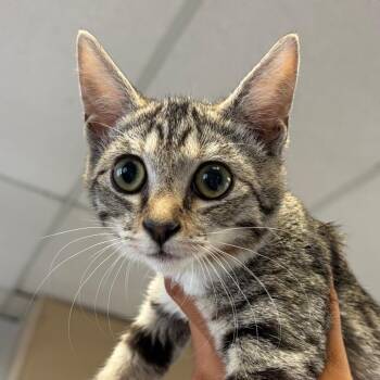 Maximus -  Domestic Short Hair Cat for Adoption in Goleta, California - Maximus | PetCurious