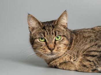 Domestic Short Hair Cats Available for Adoption in Longmont, Colorado - Princess | PetCurious