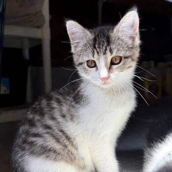 Opal -  Domestic Short Hair Cat for Adoption in Muncie, Indiana - Opal | PetCurious