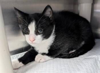 Misty -  Domestic Short Hair Cat for Adoption in Taylorsville, North Carolina - Misty | PetCurious