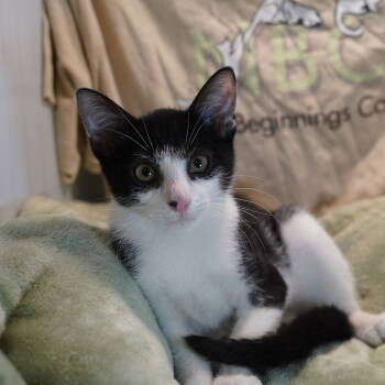 Rescue Tuxedo and Domestic Short Hair Cats for Adoption in Garland, Texas - Max | PetCurious