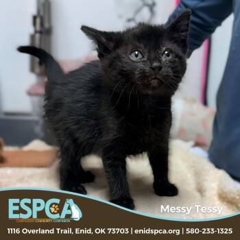 Messy Tessy -  Domestic Short Hair Cat Available for Adoption in Enid, Oklahoma - Messy Tessy | PetCurious