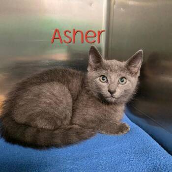 Asher -  Domestic Short Hair Cat for Adoption in Parkersburg, West Virginia - Asher | PetCurious