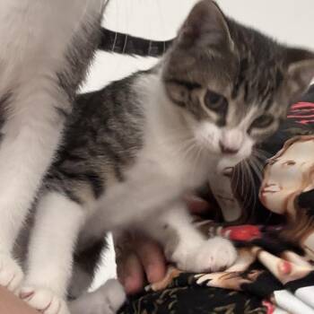 Billie -  Domestic Short Hair Cat for Adoption in West Palm Beach, Florida - Billie | PetCurious