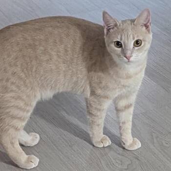 Cinnamon -  Domestic Short Hair Cat for Adoption in Ashland, Virginia - Cinnamon | PetCurious