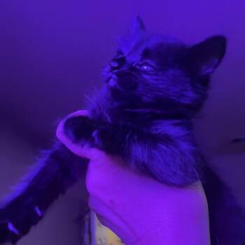 Smarties 20 -  Domestic Medium Hair Cat for Adoption in Austin, Texas - Smarties 20 | PetCurious