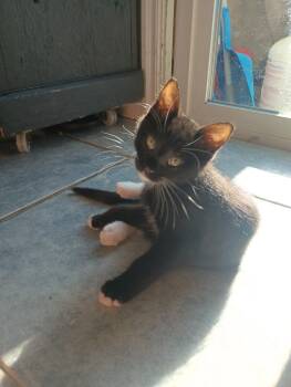 Polo -  Domestic Short Hair Cat for Adoption in Ogden, Utah - Polo | PetCurious