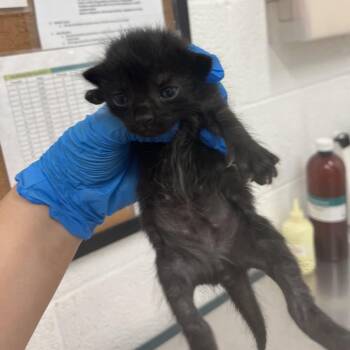 Eryelle E1 -  Domestic Short Hair Cat Available for Adoption in Leander, Texas - Eryelle E1 | PetCurious