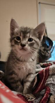 Domestic Medium Hair Cats Available for Adoption in Warner Robins, Georgia - Jinkies! | PetCurious