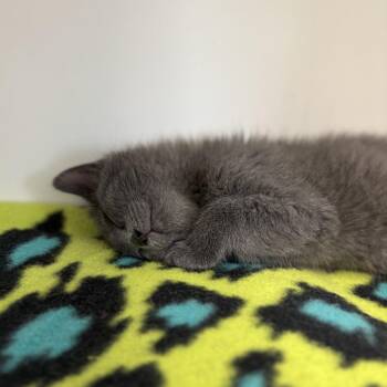 Domestic Short Hair Cats Available for Adoption in Fargo, North Dakota - Eve--In Foster***ADOPTION PENDING*** | PetCurious