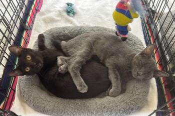 Daisy & Minnie -  Russian Blue and Bombay Cat for Adoption in Palo Alto, California - Daisy & Minnie | PetCurious