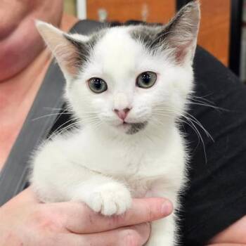 Rescue Domestic Short Hair Cats for Adoption in Fairfax, Virginia - Mischief | PetCurious