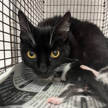 Domestic Short Hair Cats Available for Adoption in Edinburg, Texas - Jazlyn | PetCurious