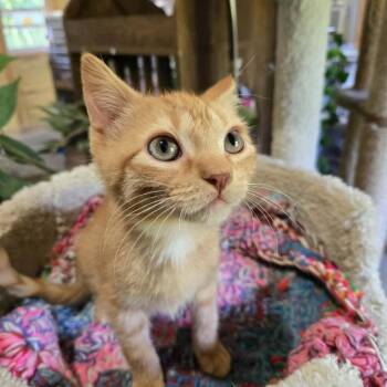 Dexter -  Domestic Short Hair Cat for Adoption in Park Falls, Wisconsin - Dexter | PetCurious