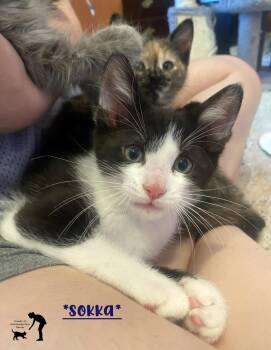 Sokka -  Domestic Short Hair Cat for Adoption in Centerville, Utah - Sokka | PetCurious