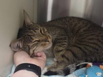 Bayard -  Domestic Short Hair Cat for Adoption in Westland, Michigan - Bayard | PetCurious