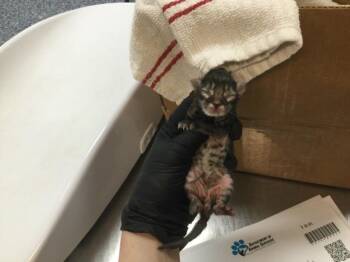 A1928984 -  Domestic Short Hair Cat for Adoption in Thousand Palms, California - A1928984 | PetCurious