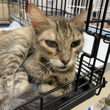 WAGS-Stray-23014 -  Domestic Short Hair Cat for Adoption in Westminster, California - WAGS-Stray-23014 | PetCurious