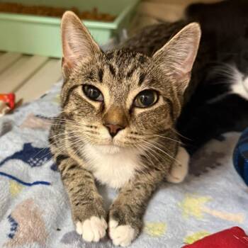 Domestic Short Hair Cats Available for Adoption in Enterprise, Alabama - TARA | PetCurious