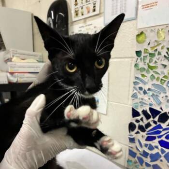 BODHI -  Domestic Short Hair Cat for Adoption in Pensacola, Florida - BODHI | PetCurious
