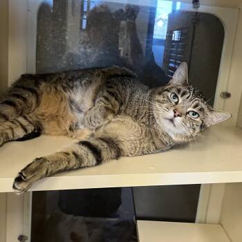 Domestic Short Hair Cats Available for Adoption in Oak Brook, Illinois - Tigger | PetCurious
