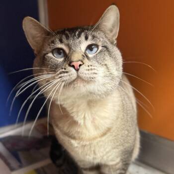 Siamese Cats Available for Adoption in Philadelphia, Pennsylvania - Josh | PetCurious