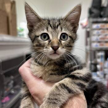 Fable -  Domestic Short Hair Cat for Adoption in Matteson, Illinois - Fable | PetCurious