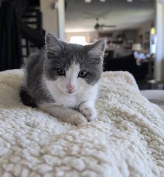 Louis Vuitton -  Domestic Short Hair Cat for Adoption in Cincinnati, Ohio - Louis Vuitton | PetCurious