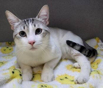 Tato -  Domestic Short Hair Cat for Adoption in Canon City, Colorado - Tato | PetCurious