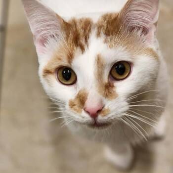 Milo -  Domestic Short Hair Cat for Adoption in Sterling, Virginia - Milo | PetCurious