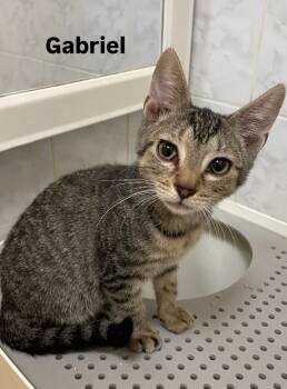 Rescue Domestic Short Hair Cats for Adoption in New York, New York - Gabriel | PetCurious