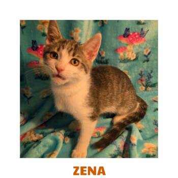 Zena -  Domestic Short Hair Cat for Adoption in Warren, Ohio - Zena | PetCurious