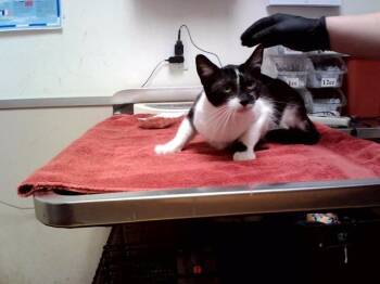 ROBIN -  Domestic Short Hair Cat for Adoption in Martinez, California - ROBIN | PetCurious