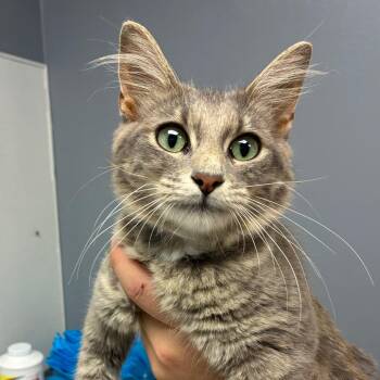 Storm -  Domestic Medium Hair Cat for Adoption in Birmingham, Alabama - Storm | PetCurious