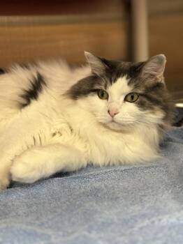 May May -  Ragamuffin and Domestic Short Hair Cat for Adoption in Cincinnati, Ohio - May May | PetCurious